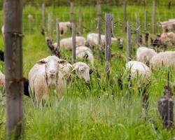 Sheep grazing in a rotational system with rich, diverse grasses