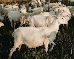 Healthy St. Croix hair sheep ewes grazing on green pasture