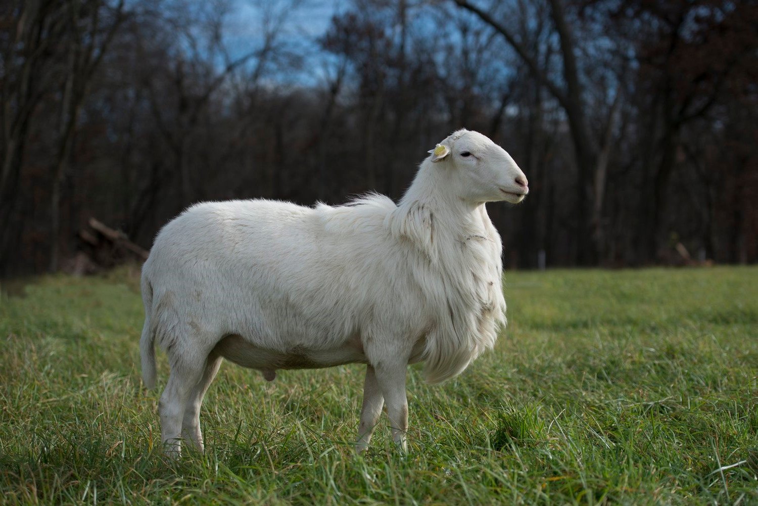 Regenerative Ranching: A New Approach to Sheep Farming